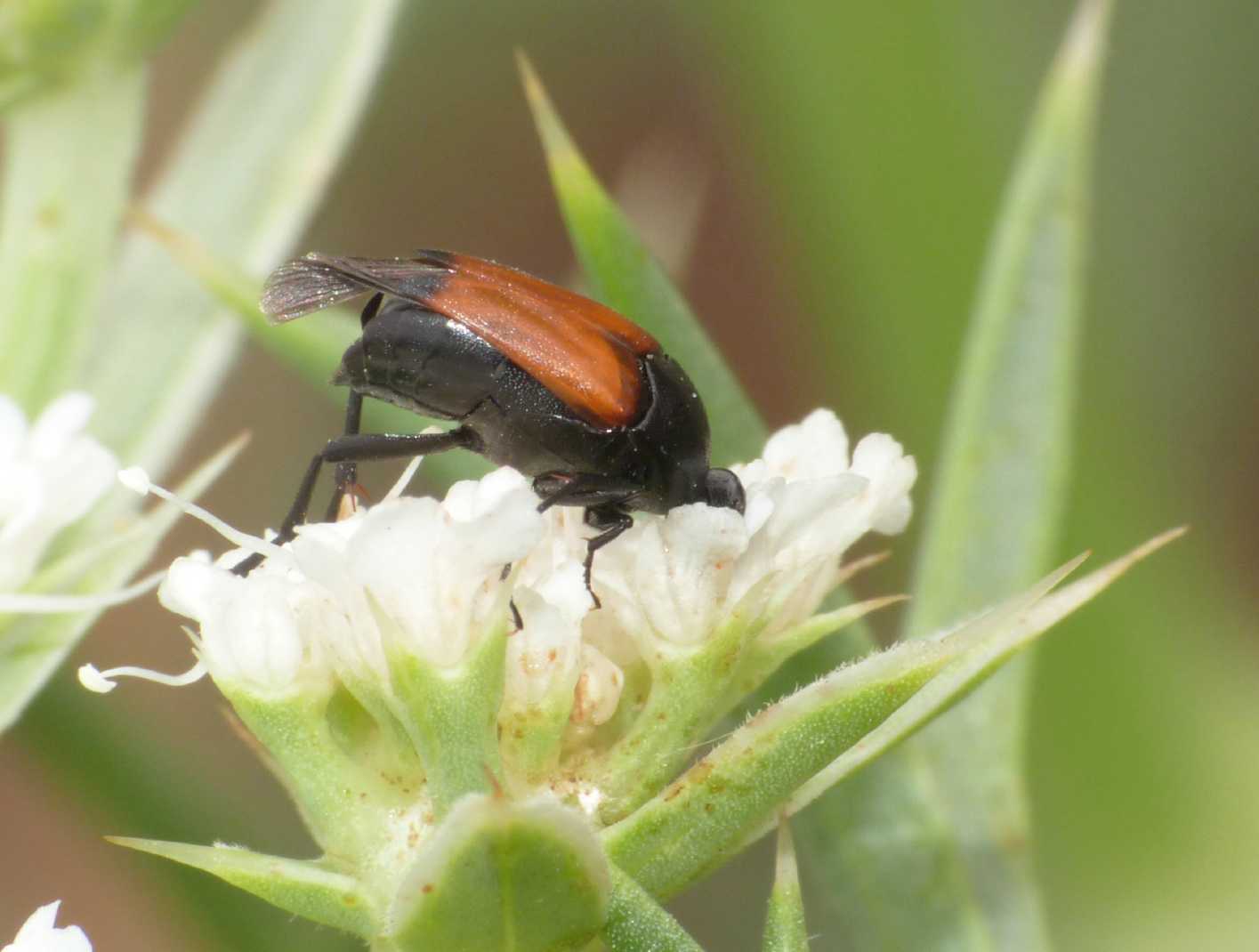 Macrosiagon praeustum (Ripiphoridae) dalla Sardegna